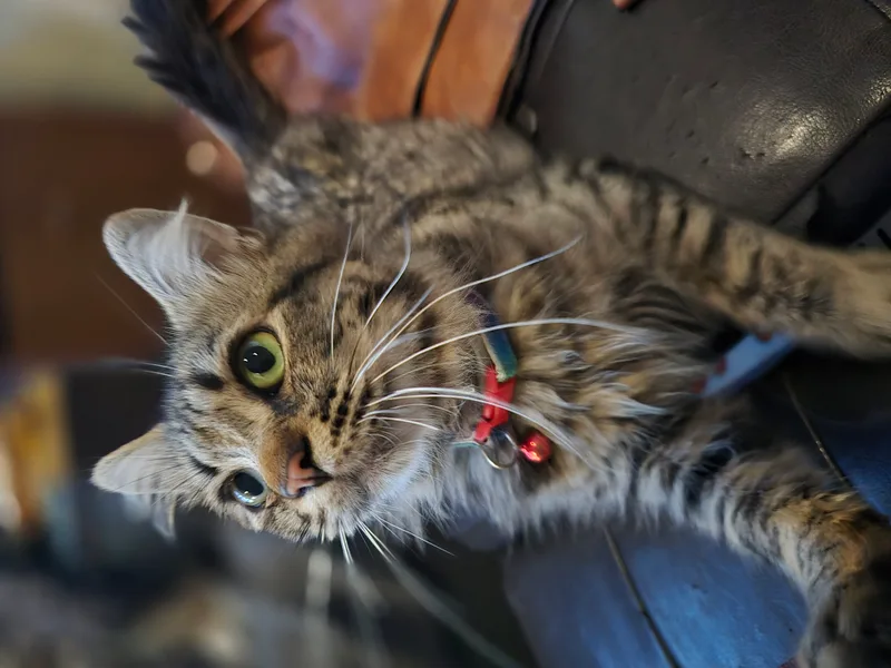 A young small-sized male Tabby cat named Baji for adoption in Orange, CA