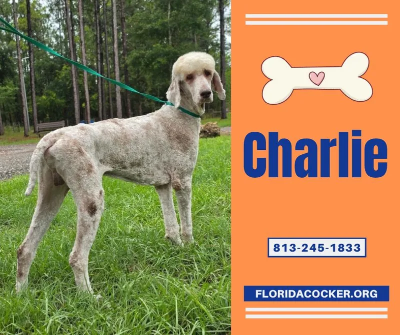 Charlie
