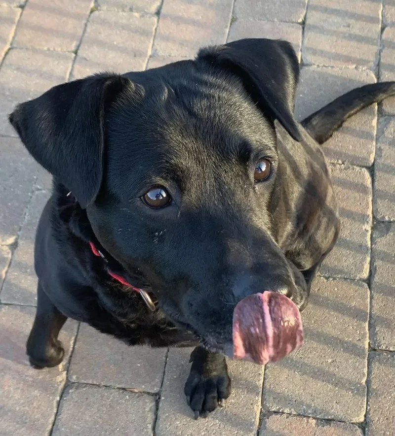 A young medium-sized male Labrador Retriever dog named Tink for adoption in Willingboro, NJ