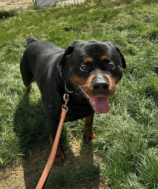 An adult extra large-sized male Rottweiler dog named Remmick for adoption in Millersville, MD