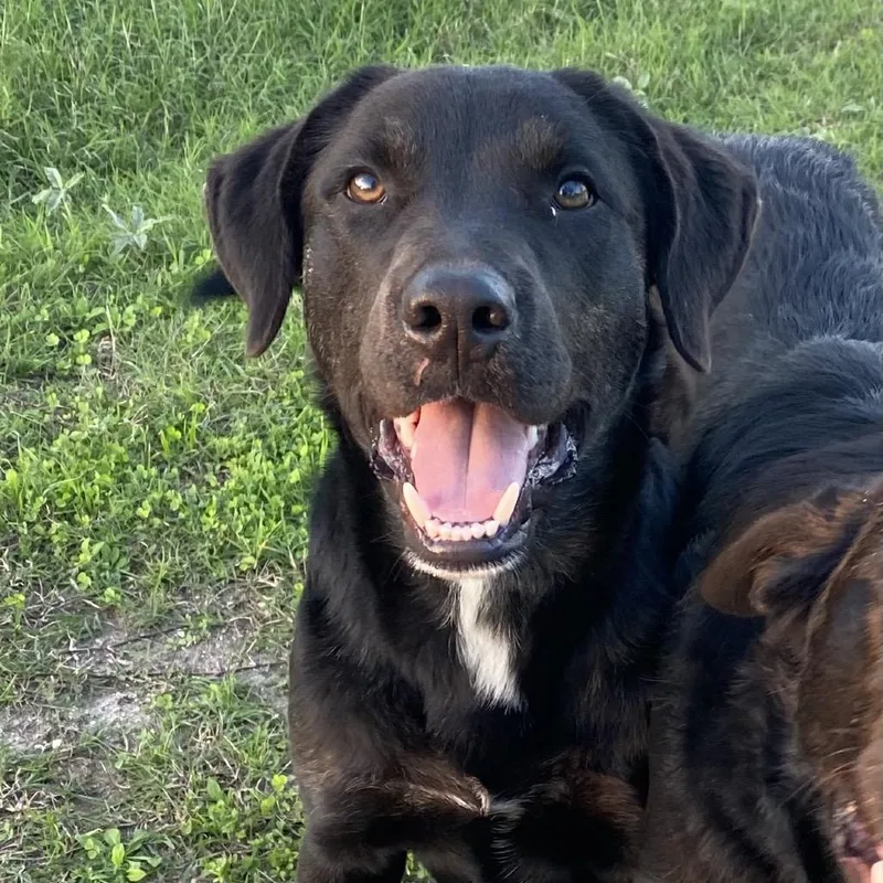 An adult medium-sized male Black Labrador Retriever dog named Char for adoption in Lockhart, TX