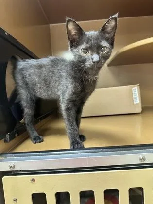 A baby small-sized male Domestic Short Hair cat named Jordan $ for adoption in Seneca, SC