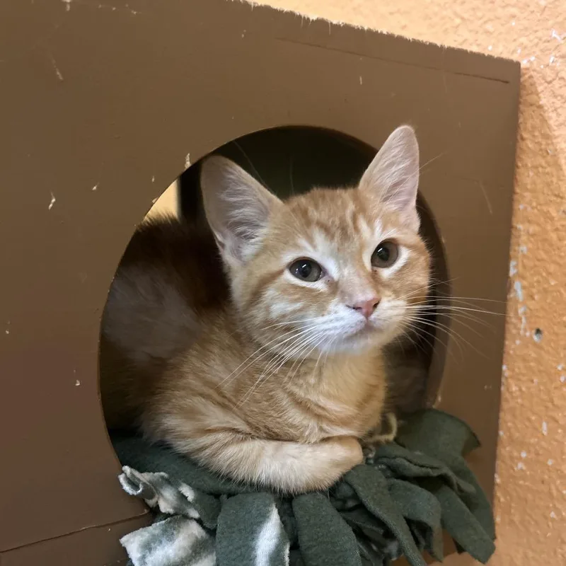 A baby small-sized male Orange / Red Domestic Short Hair cat named Peewee for adoption in Fresno, CA