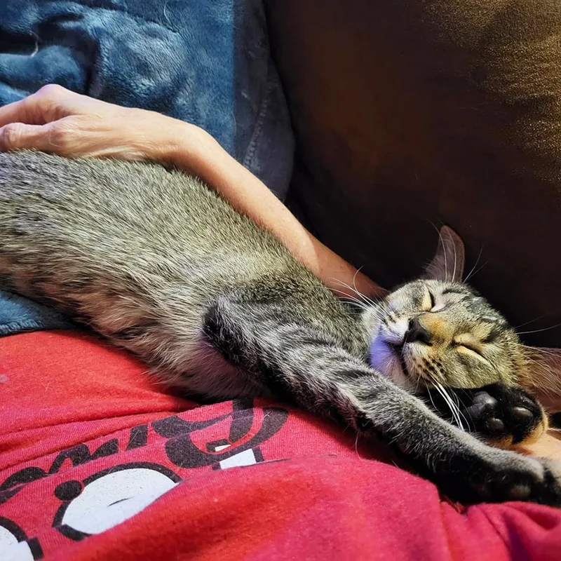 An adult medium-sized female Tabby (Gray / Blue / Silver) Domestic Short Hair cat named Frankie for adoption in Smithfield, VA