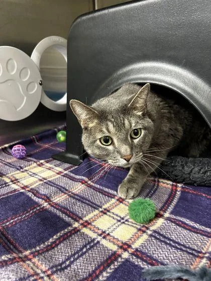 An adult medium-sized male Domestic Short Hair cat named Meko for adoption in Shawano, WI