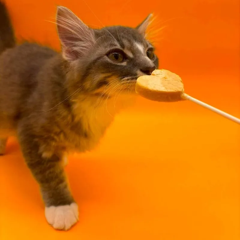 A baby small-sized female Gray / Blue / Silver Domestic Medium Hair cat named Kennedy for adoption in Plainfield, IL
