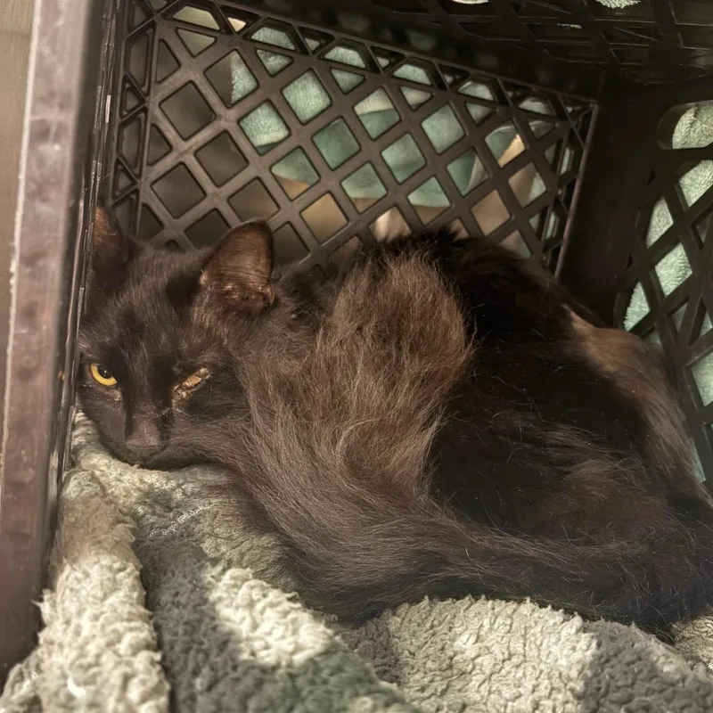 An adult medium-sized male Black Domestic Long Hair cat named Big Bruin for adoption in Brockton, MA
