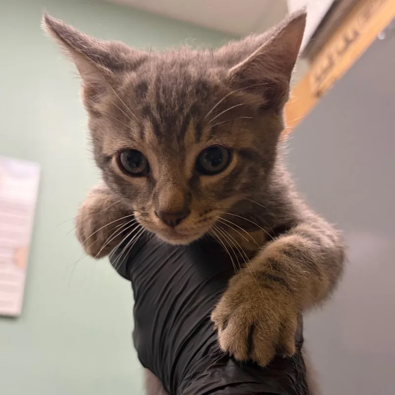 A baby small-sized male Gray / Blue / Silver Domestic Short Hair cat named Major Melon for adoption in Keizer, OR