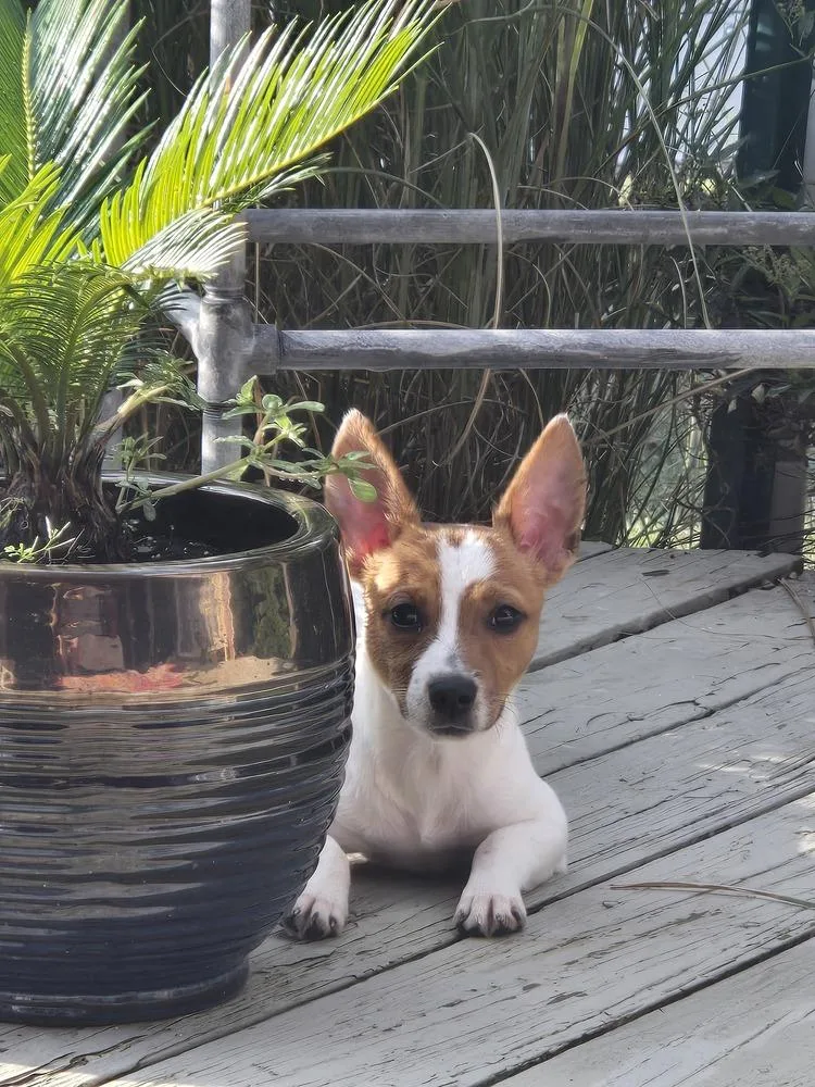 A young small-sized female Rat Terrier dog named SR Tazzy for adoption in Warrenton, MO