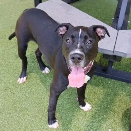 A young large-sized male Mixed Breed dog named TimTim for adoption in Athens, GA