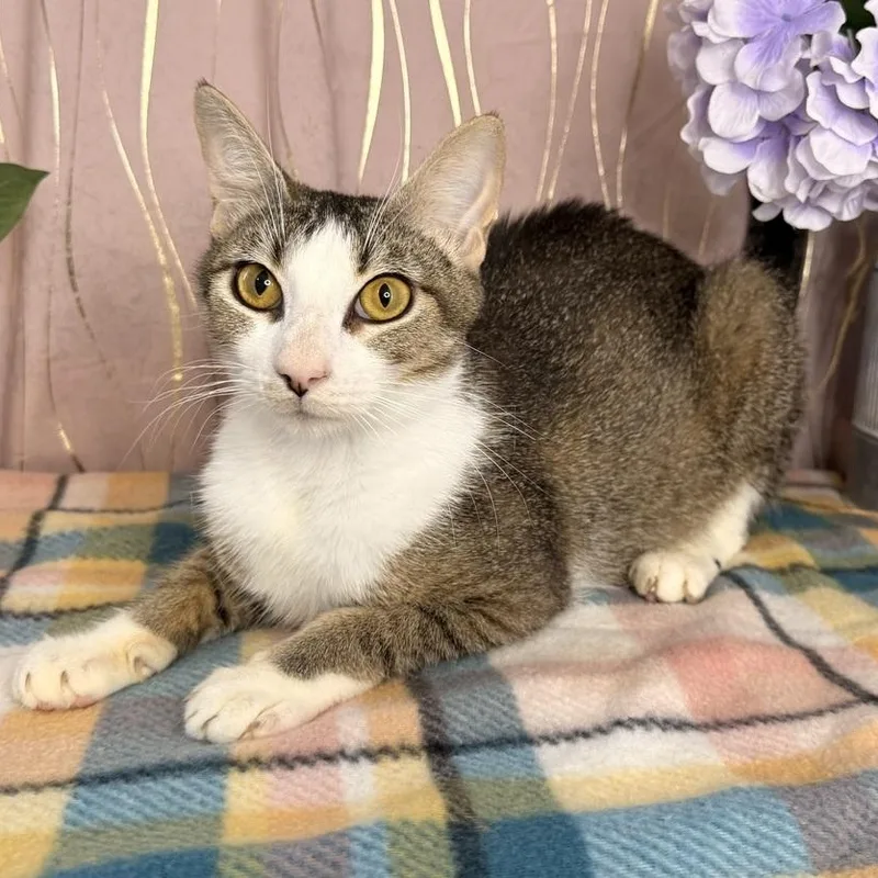 An adult medium-sized female Tabby (Brown / Chocolate) Domestic Short Hair cat named Cici for adoption in Long Beach, MS