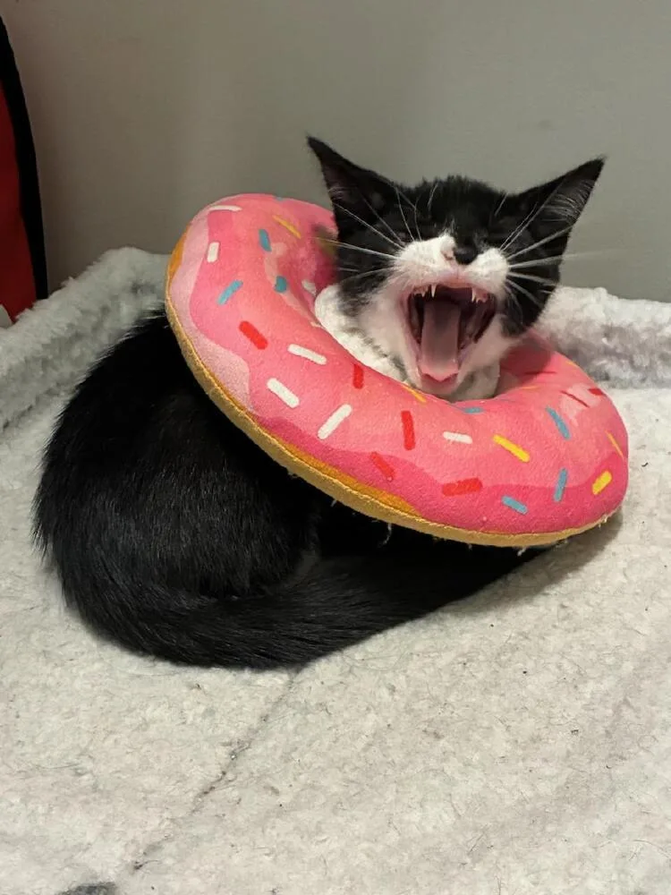 A baby small-sized male Black & White / Tuxedo Domestic Short Hair cat named Orion for adoption in Mooresville, NC