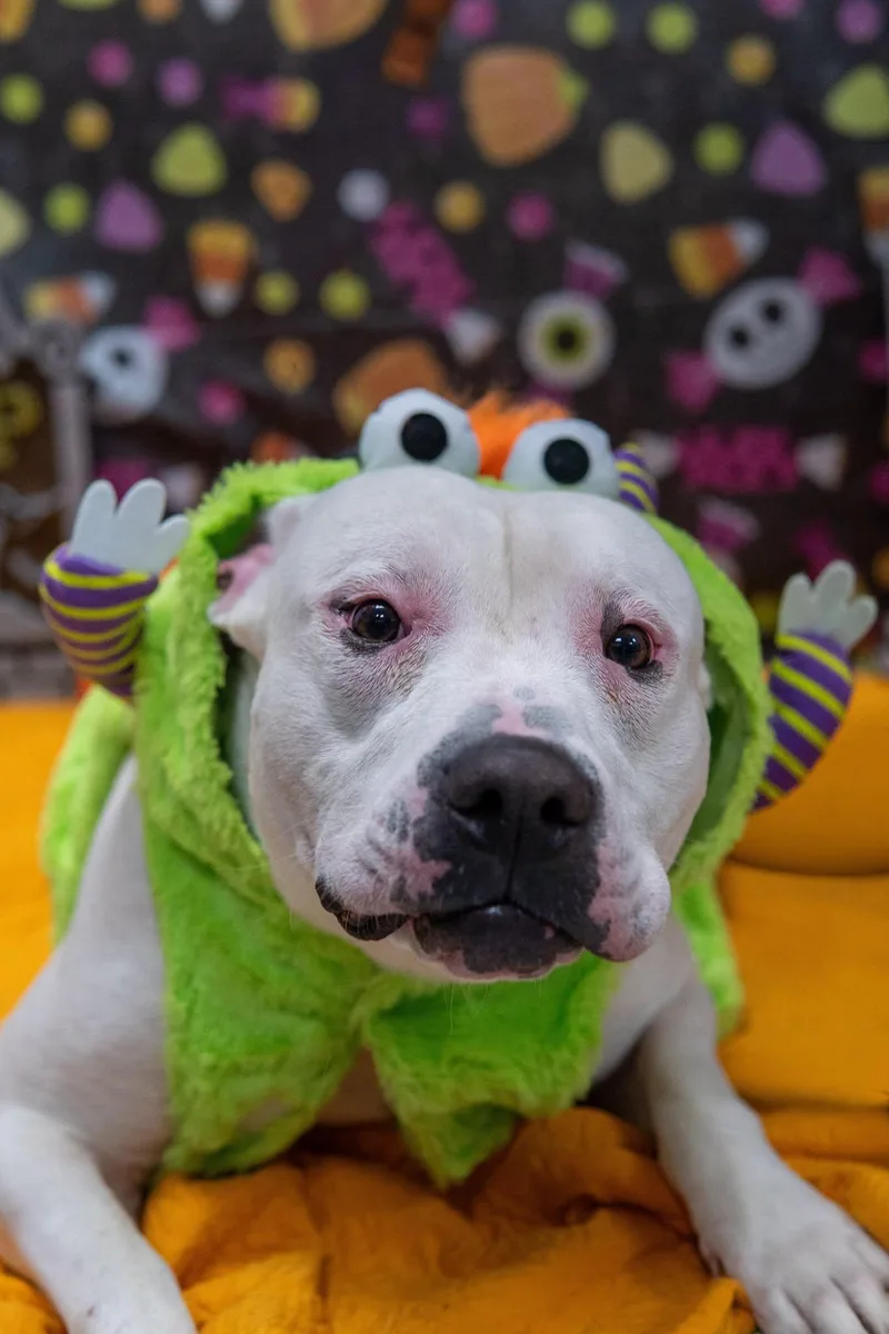 An adult medium-sized male Pit Bull Terrier dog named Ghost for adoption in Knoxville, IA