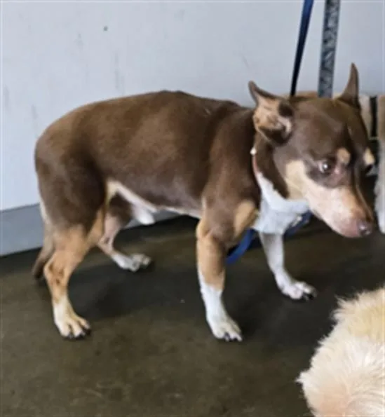 A senior small-sized male Chihuahua dog named Champ for adoption in Los Angeles, CA