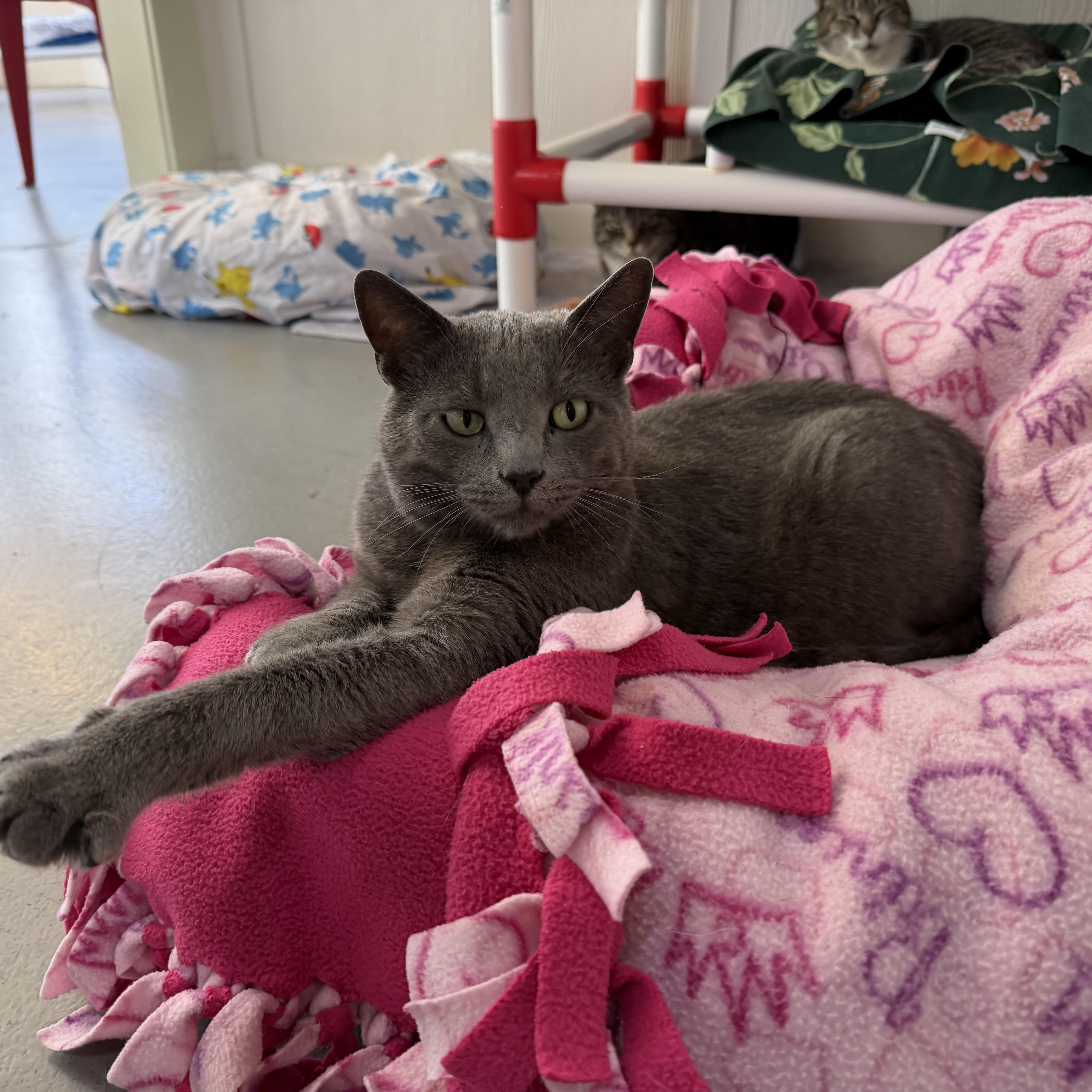 A young large-sized male Gray / Blue / Silver Domestic Short Hair cat named Vince for adoption in Latrobe, PA