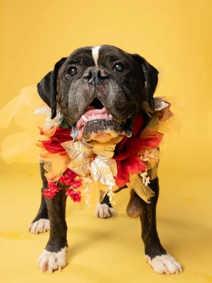 A senior large-sized male English Bulldog dog named George for adoption in Atlanta, GA