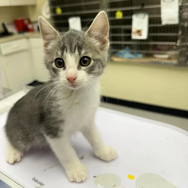 A baby small-sized female Domestic Short Hair cat named Marigold _ for adoption in Bastrop, TX