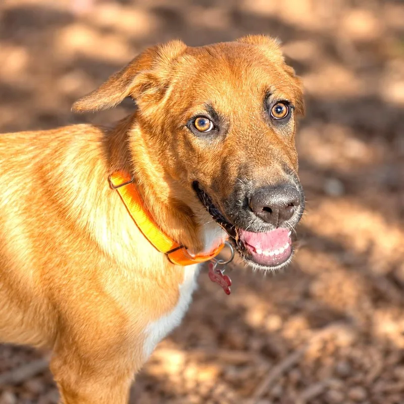 A baby medium-sized male Shepherd dog named Dan for adoption in Boerne, TX