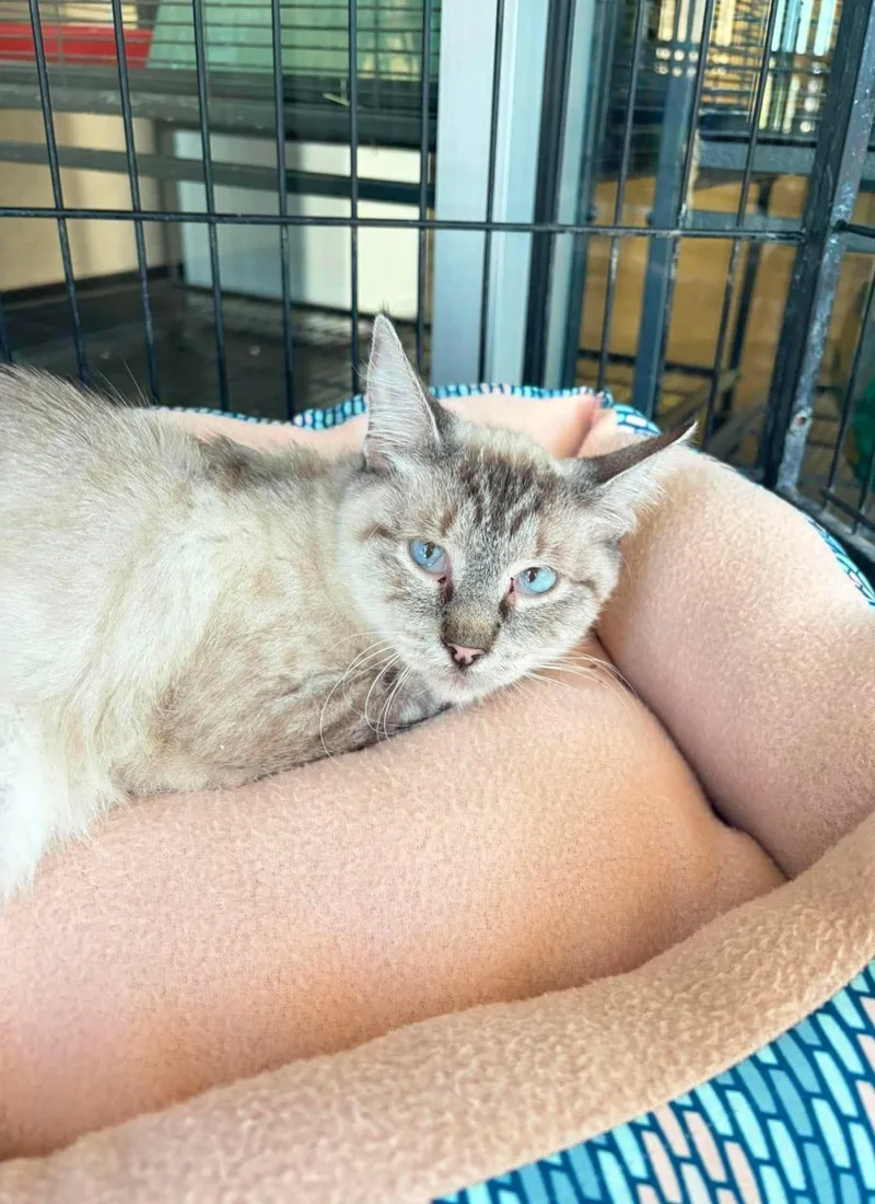 An adult medium-sized female Buff / Tan / Fawn Domestic Medium Hair cat named Felicia for adoption in Rockwall, TX