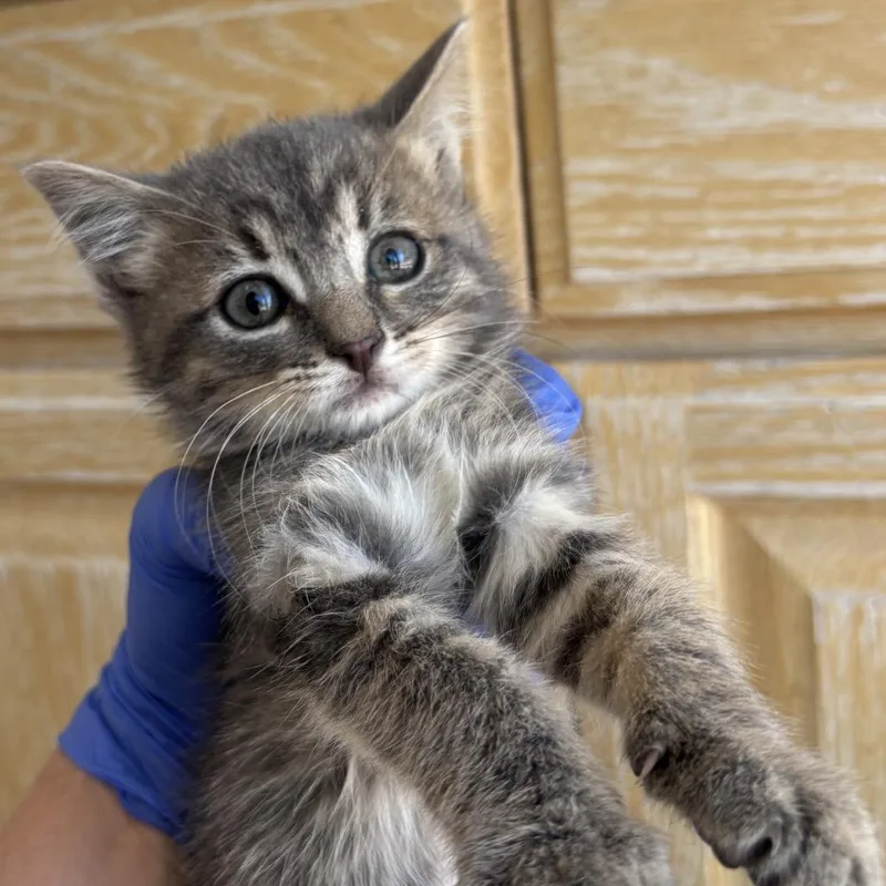 A baby small-sized male Gray / Blue / Silver Domestic Short Hair cat named Reign for adoption in Kanab, UT