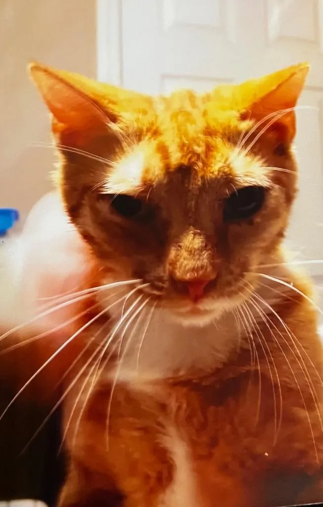 A young medium-sized male Domestic Short Hair cat named Mango for adoption in Marianna, FL