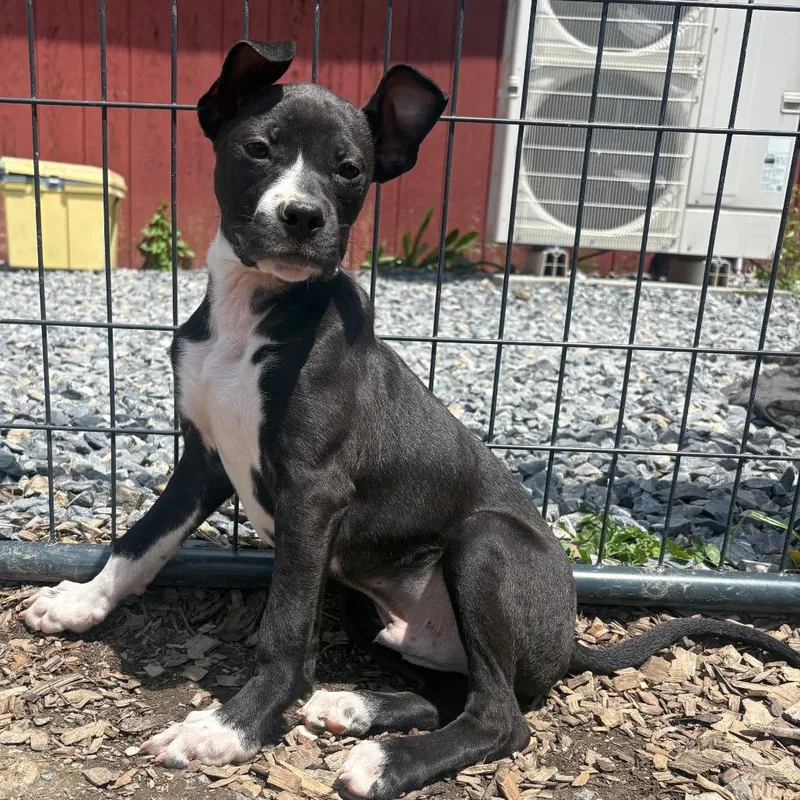 A baby small-sized male Black Mixed Breed dog named Starscream for adoption in Wappingers Falls, NY
