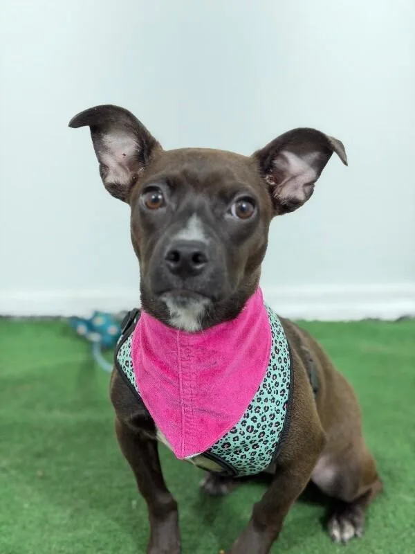 A baby small-sized female Black Chihuahua dog named Rossie for adoption in Carlsbad, CA