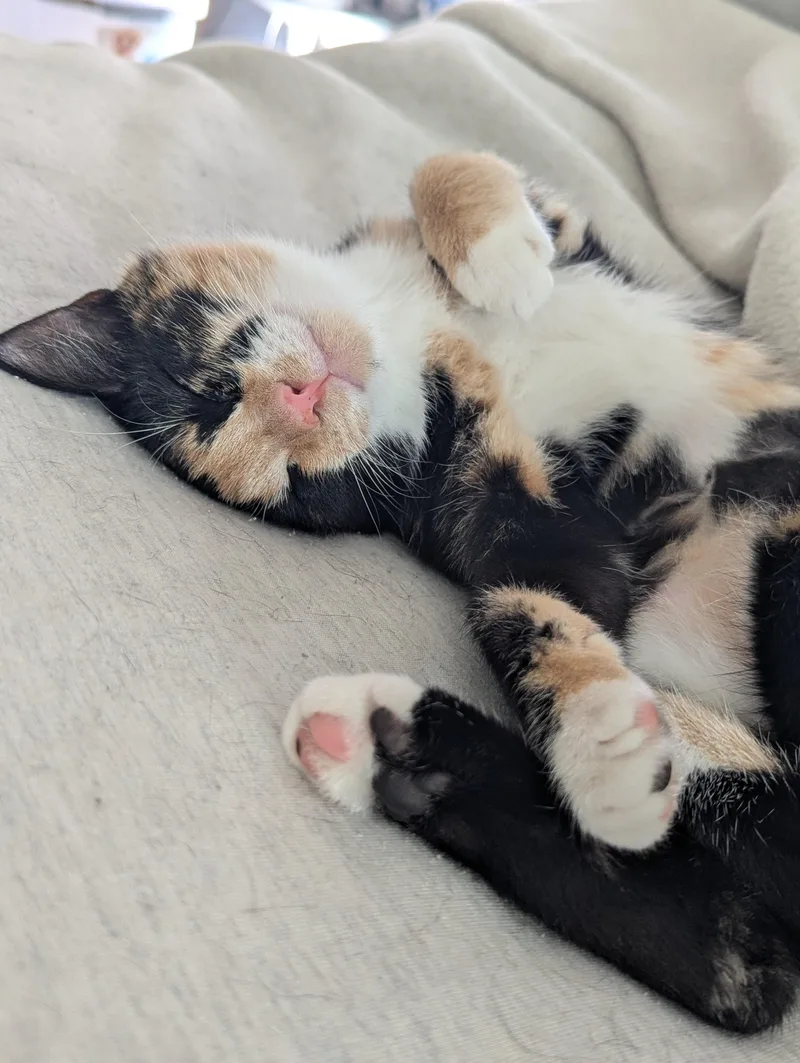 A baby large-sized female Domestic Short Hair cat named Azula for adoption in Raeford, NC