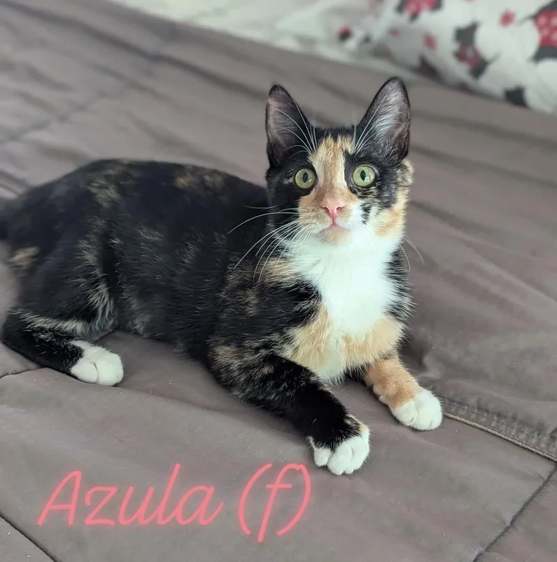 Azula thumbnail 4