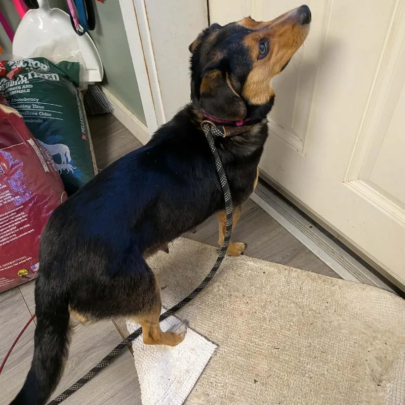 A young medium-sized female Brown / Chocolate Beagle dog named Mitzi for adoption in Greenville, PA