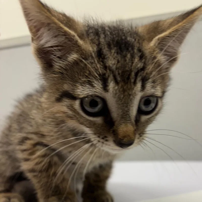 A baby small-sized male Domestic Medium Hair cat named Logan for adoption in Tampa, FL