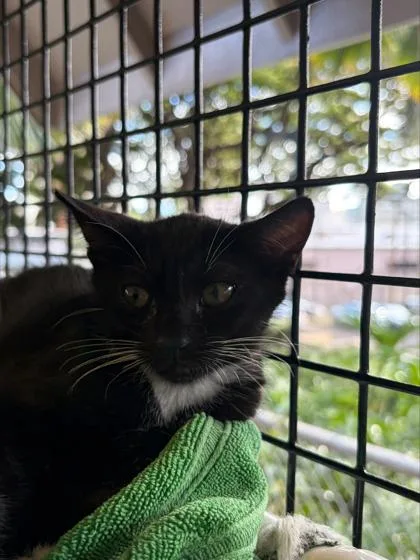 A baby small-sized female Domestic Short Hair cat named Almond for adoption in Honolulu, HI