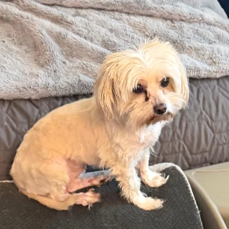 An adult small-sized female White / Cream Terrier dog named Arbel for adoption in Las Vegas, NV