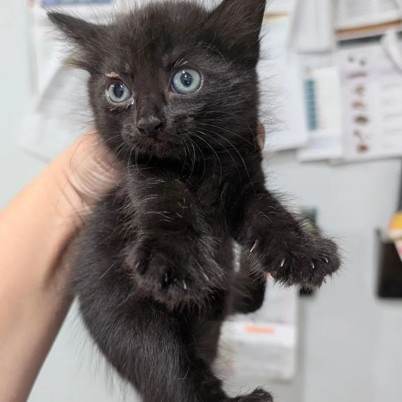 A baby small-sized female Domestic Short Hair cat named Shadow for adoption in Buchanan Dam, TX