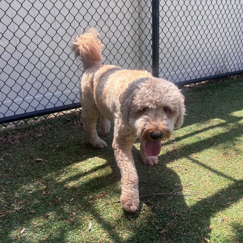 An adult medium-sized male Golden Poodle dog named Pluto for adoption in Naperville, IL