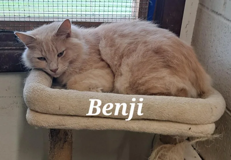 Benji