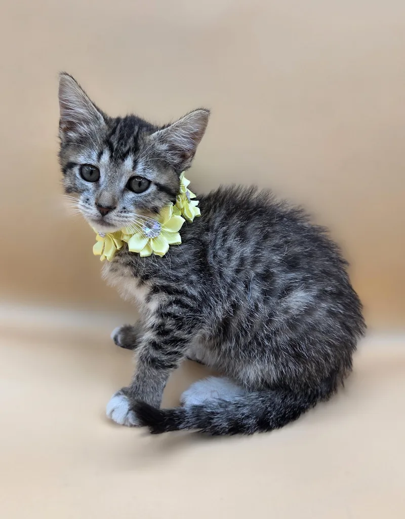 Ikea thumbnail 3