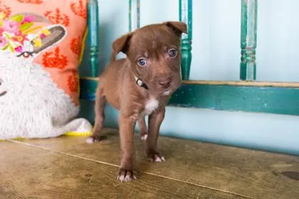 A baby small-sized male Border Collie dog named Cilantro for adoption in San Antonio, TX