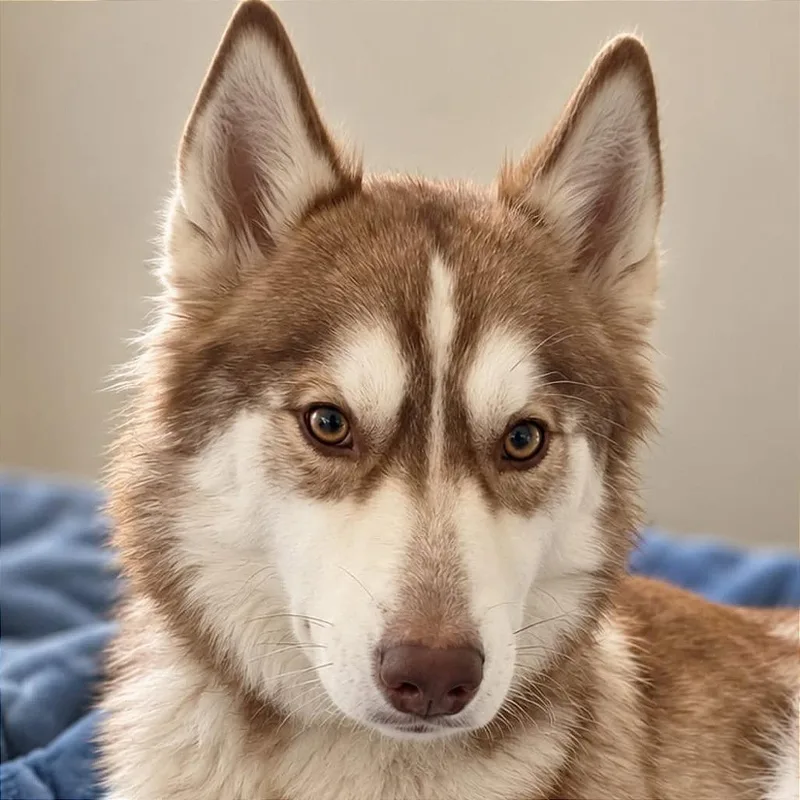 An adult small-sized male White / Cream Husky dog named Zeus for adoption in Tampa, FL