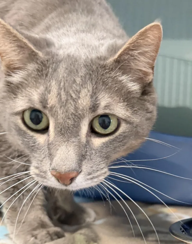An adult medium-sized male Tabby (Gray / Blue / Silver) Domestic Short Hair cat named Don Julio for adoption in Sault Sainte Marie, MI