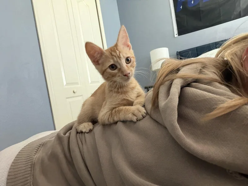A baby medium-sized male Orange / Red Domestic Short Hair cat named Sonny for adoption in Wesley Chapel, FL