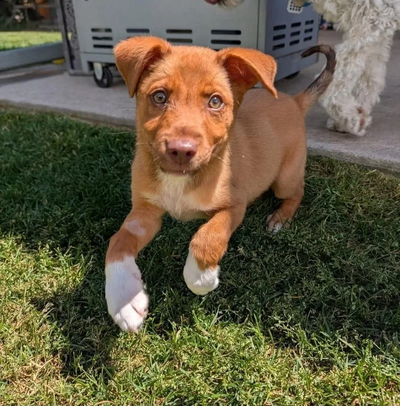 A baby medium-sized male Tricolor (Brown, Black, & White) Labrador Retriever dog named Dillon for adoption in Sedalia, CO