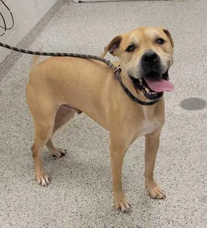 A senior large-sized male Yellow / Tan / Blond / Fawn Mixed Breed dog named Enzo for adoption in Kansas City, MO