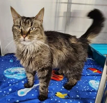An adult medium-sized female Brown / Chocolate Domestic Long Hair cat named Maple for adoption in Butte, MT