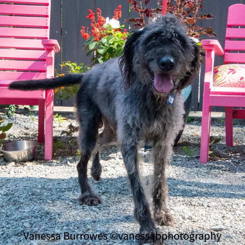 An adult medium-sized male Black Irish Wolfhound dog named Onyx for adoption in Wake Forest, NC
