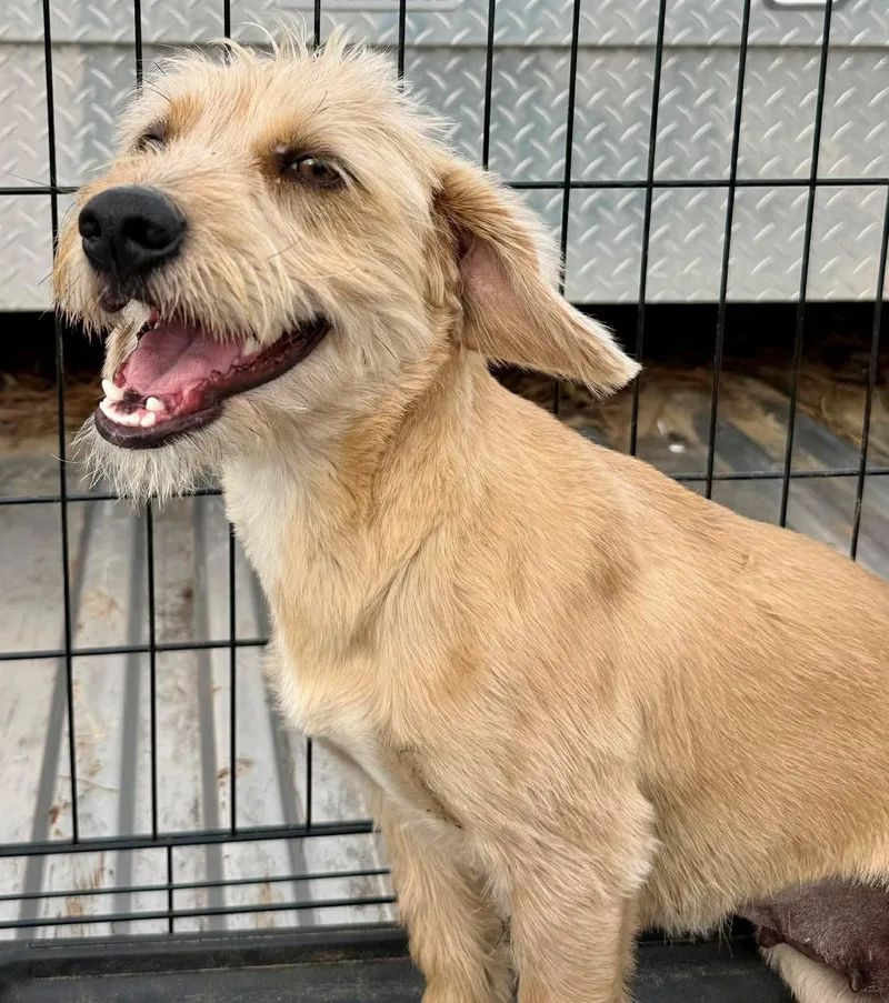A young medium-sized female Miniature Poodle dog named Marcona for adoption in New Baltimore, MI