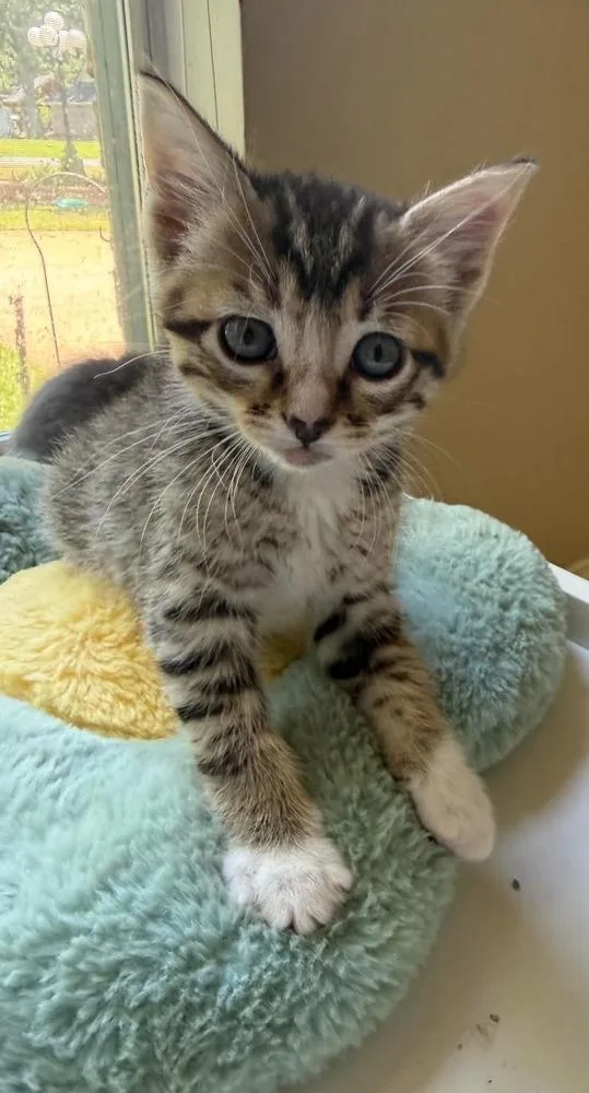 A baby small-sized male Domestic Short Hair cat named Squeaker for adoption in Bossier City, LA