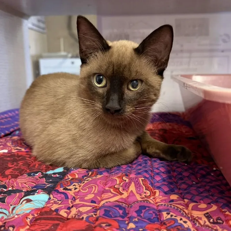 A young medium-sized male Brown / Chocolate Domestic Short Hair cat named Hawk for adoption in Buffalo, MN