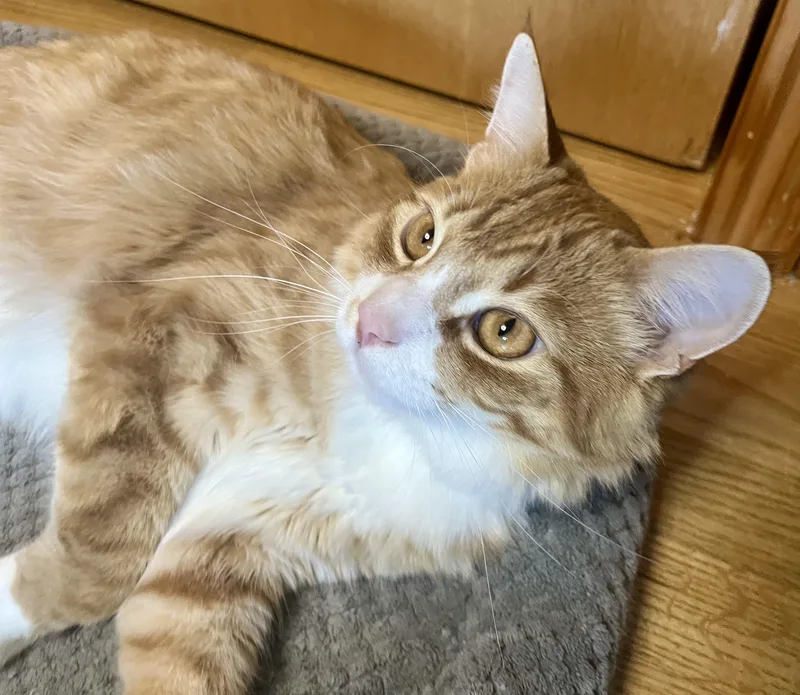 A young large-sized male Orange & White Domestic Long Hair cat named Jack for adoption in Rocky Hill, CT