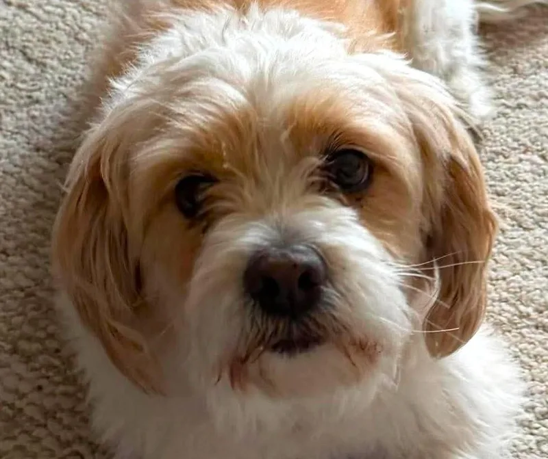 Sammy thumbnail 3